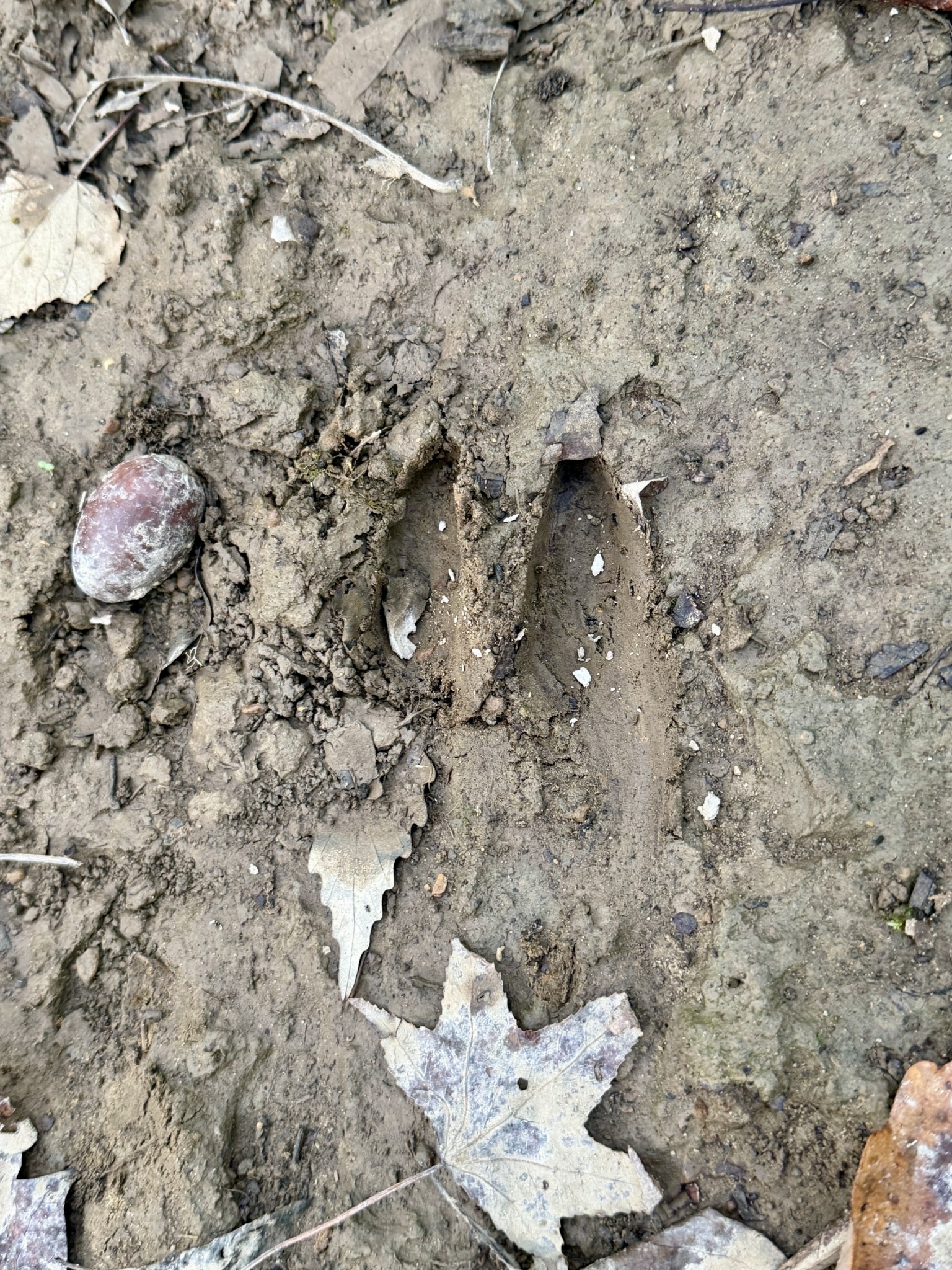 1 Three Forks Road Linden, TN 37096 - Photo 32 of 34 a bathroom with a sink and a toilet