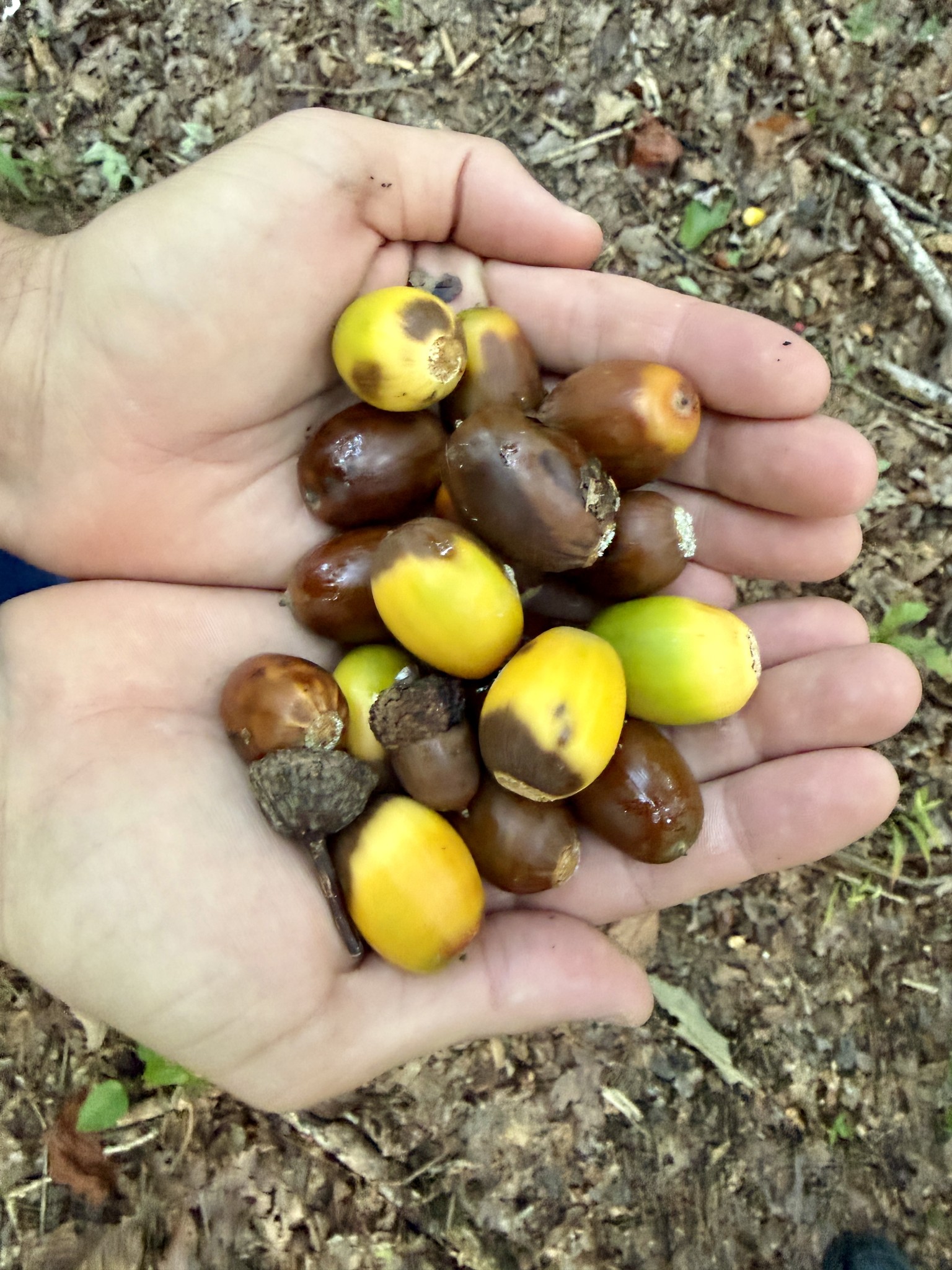 1 Three Forks Road Linden, TN 37096 - Photo 33 of 34 a view of a couch and table in back of the house