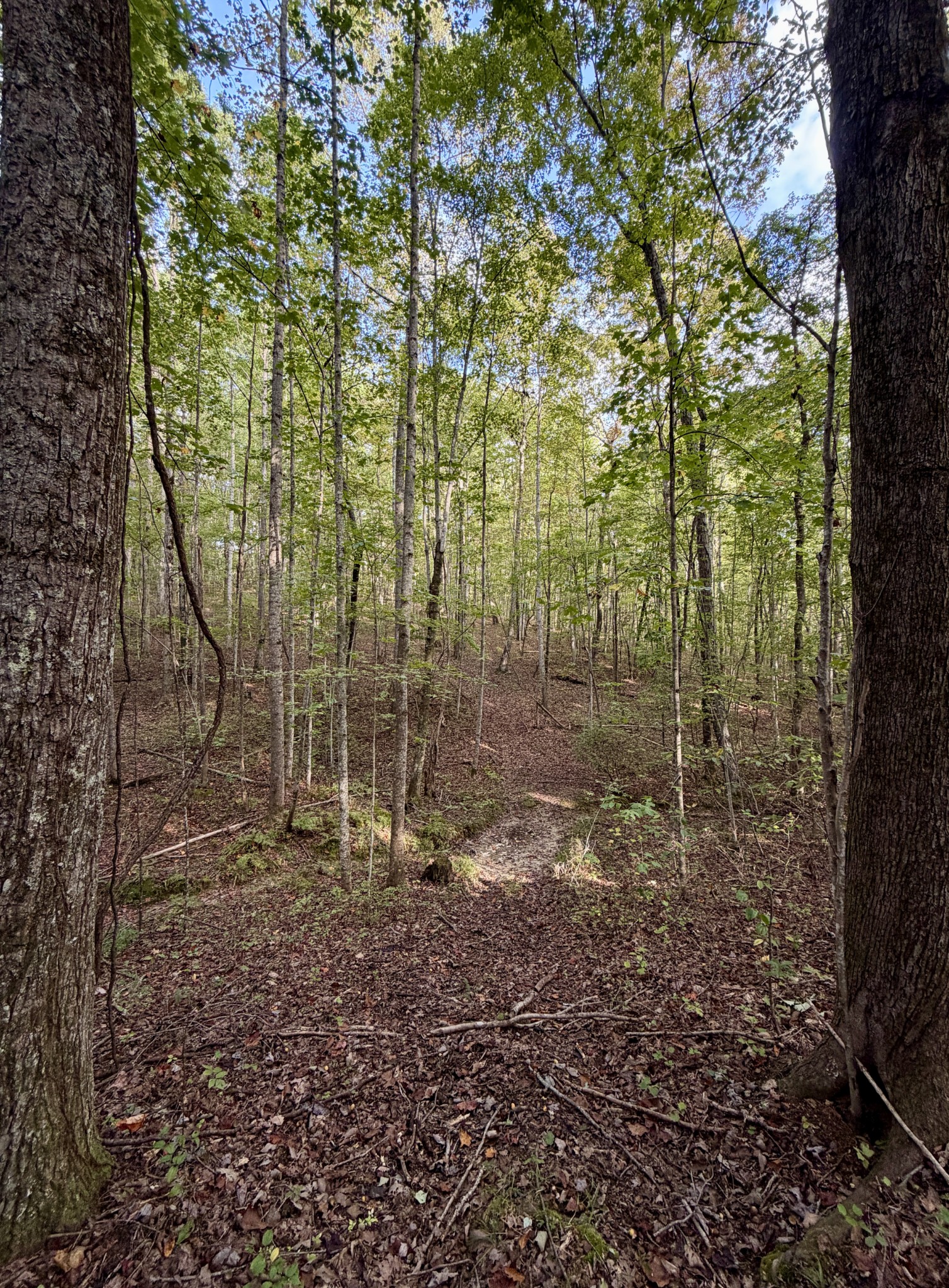 1 Three Forks Road Linden, TN 37096 - Photo 4 of 34 a view of a forest with trees