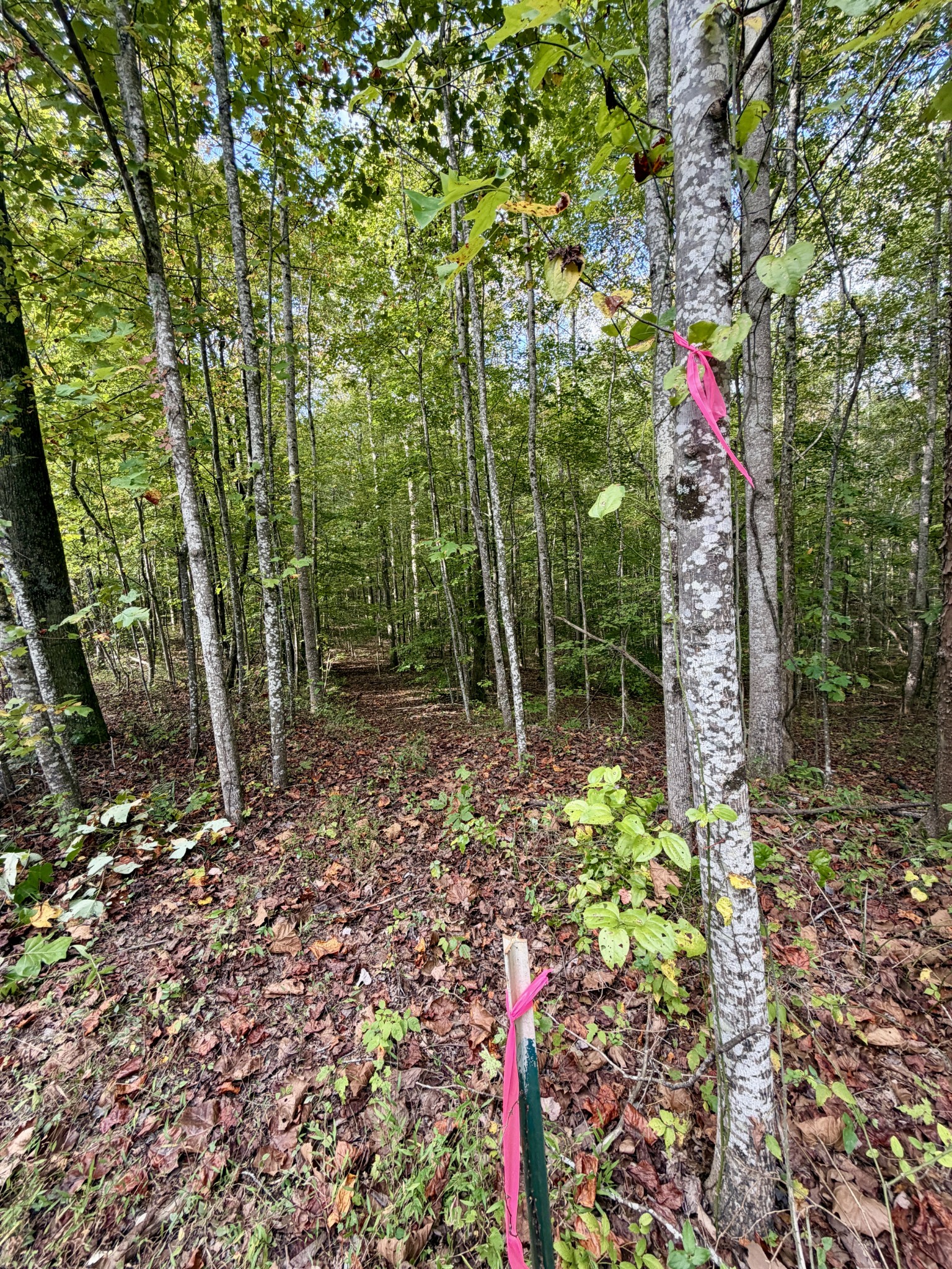 1 Three Forks Road Linden, TN 37096 - Photo 5 of 34 a small garden covered with tall trees