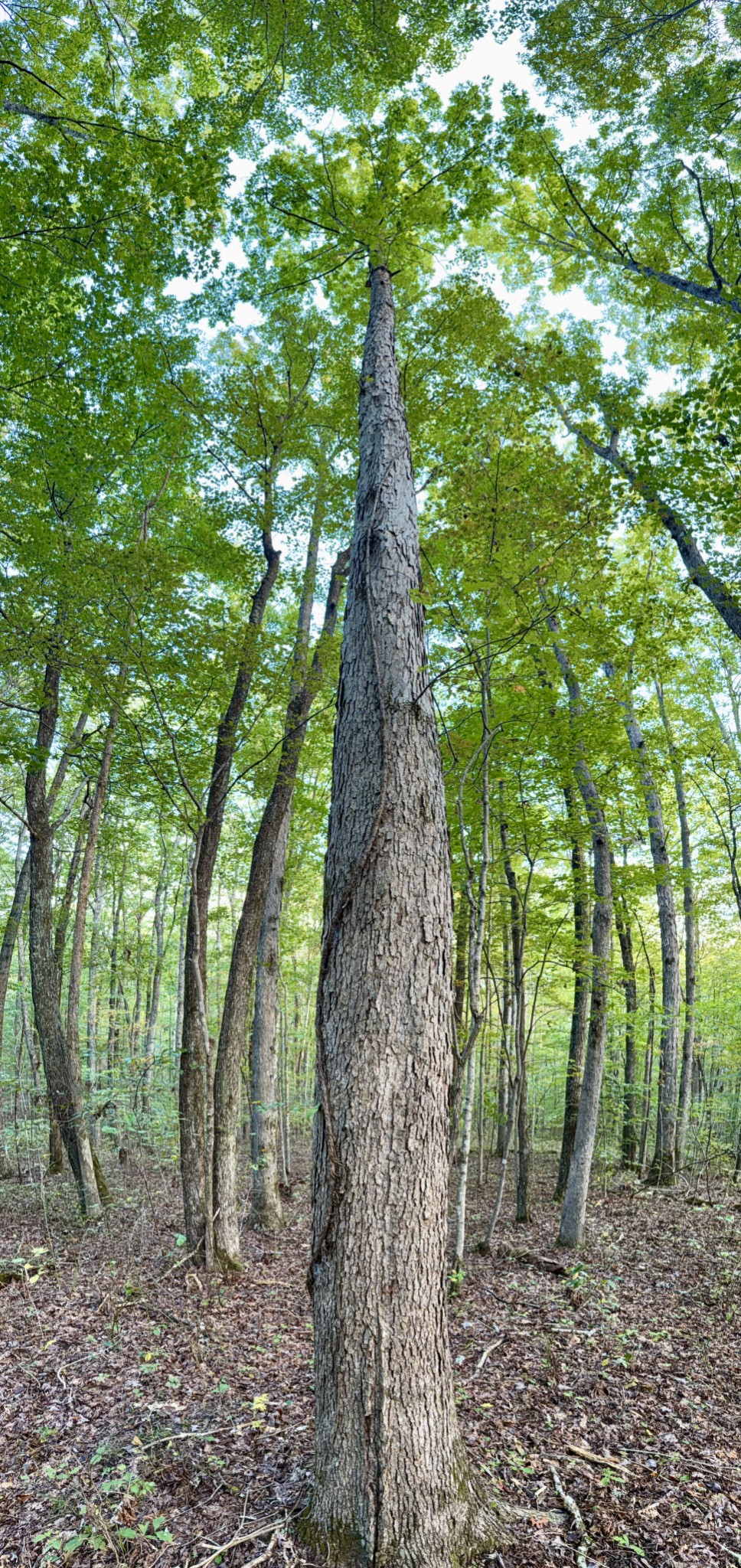 1 Three Forks Road Linden, TN 37096 - Photo 7 of 34 a backyard of a house with lots of trees