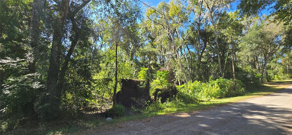 Foreside Avenue Brooksville, FL 34601 - Photo 3 of 5 a view of a plants with large trees