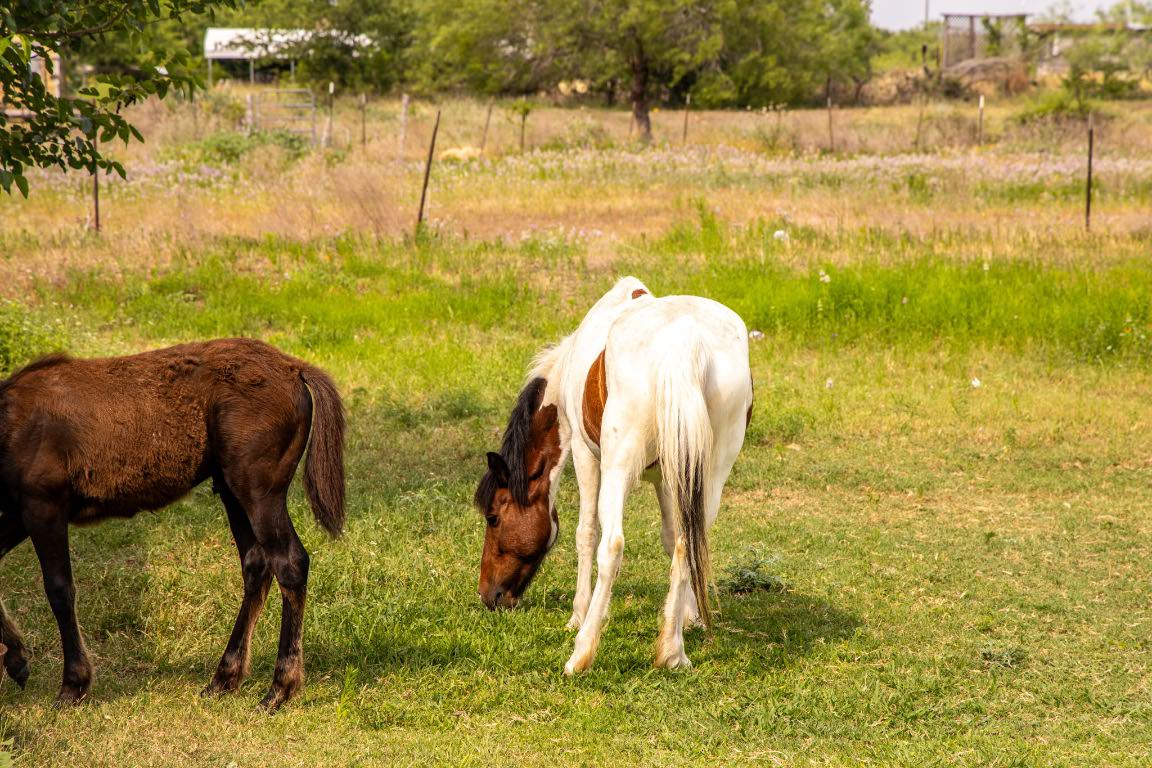 2811 Harris Hill Road San Marcos, TX 78666 - Photo 6 of 23 a view of swimming pool with a yard