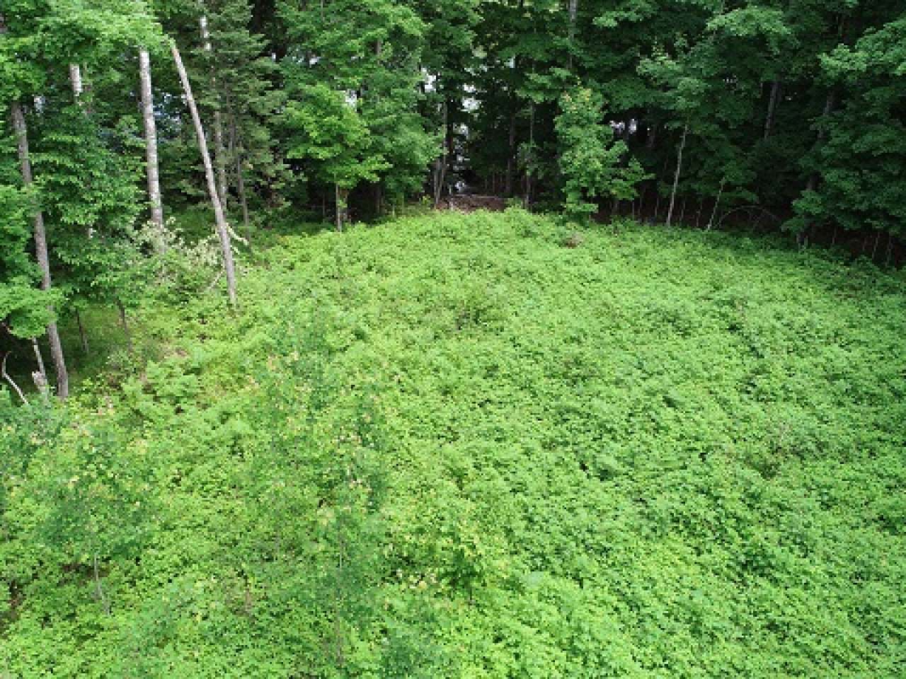6284 Bambiland Road Mercer, WI 54547 - Photo 5 of 31 Gallery Image 5