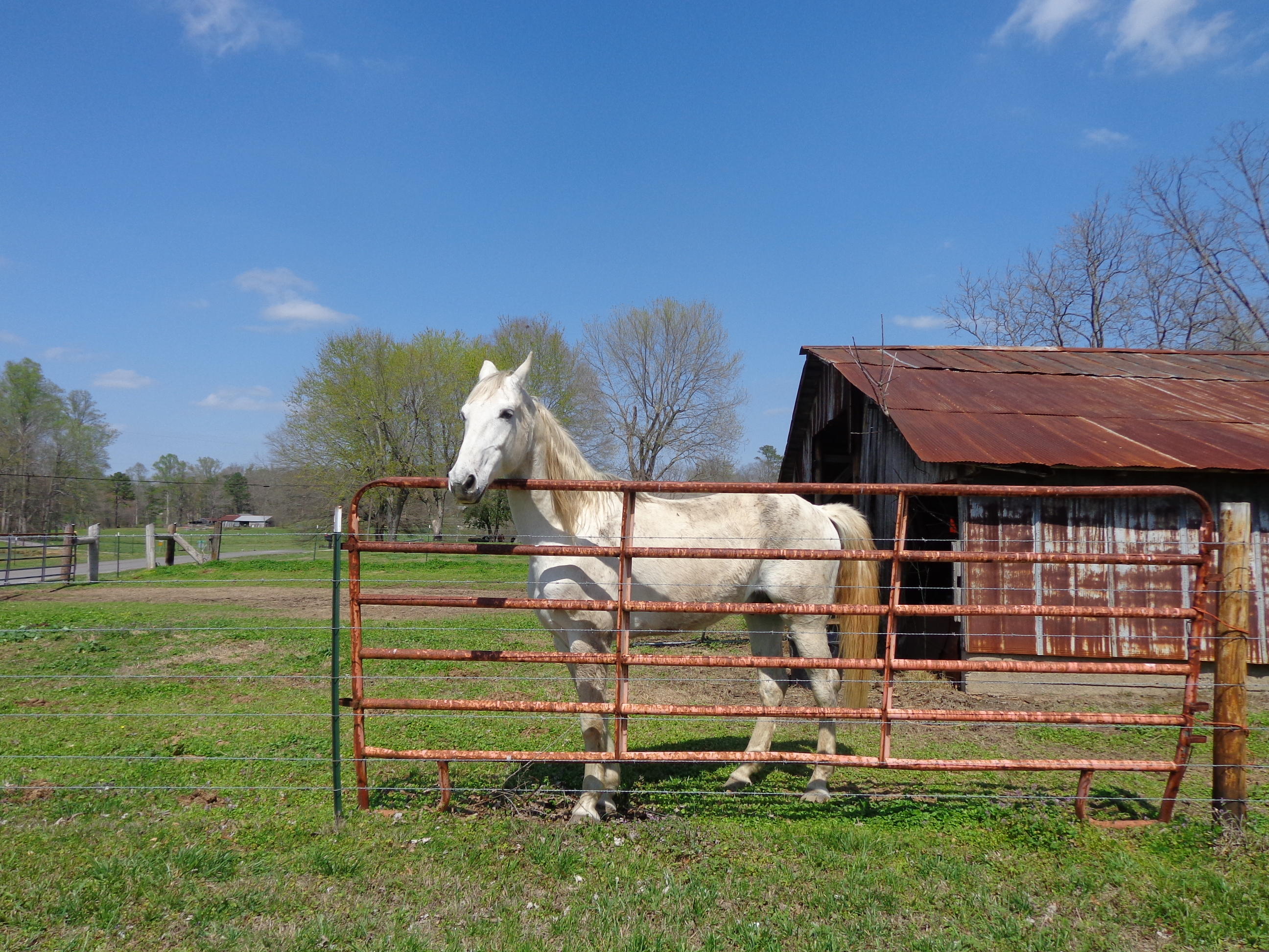 372 Sugar Creek Road Southeast Cleveland, TN 37323 - Photo 12 of 18 DSC02849