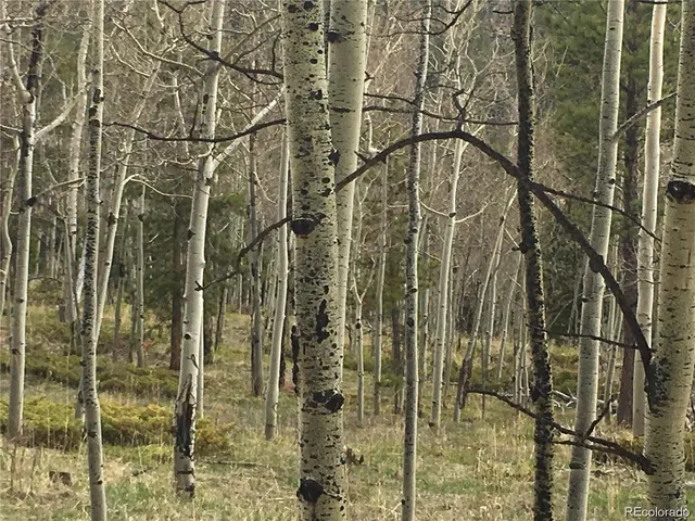 a view of a dry yard with lots of bushes
