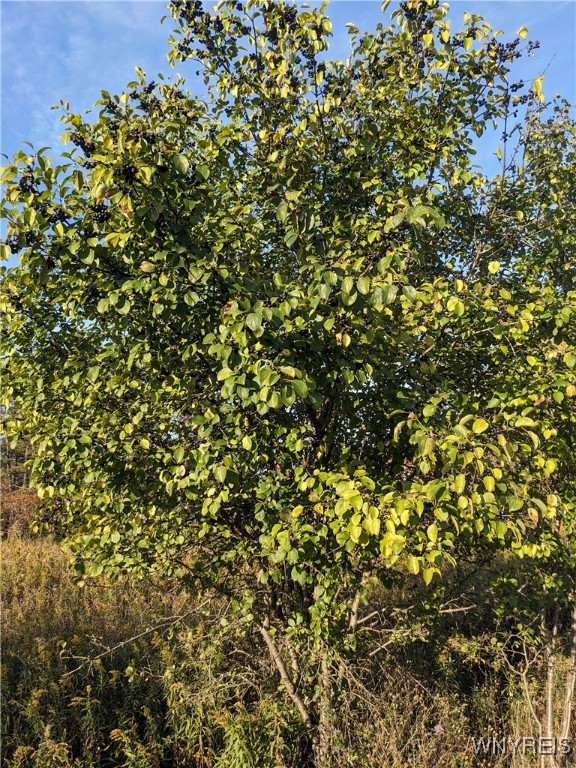 0 Riverside Drive Scio, NY 14880 - Photo 15 of 19