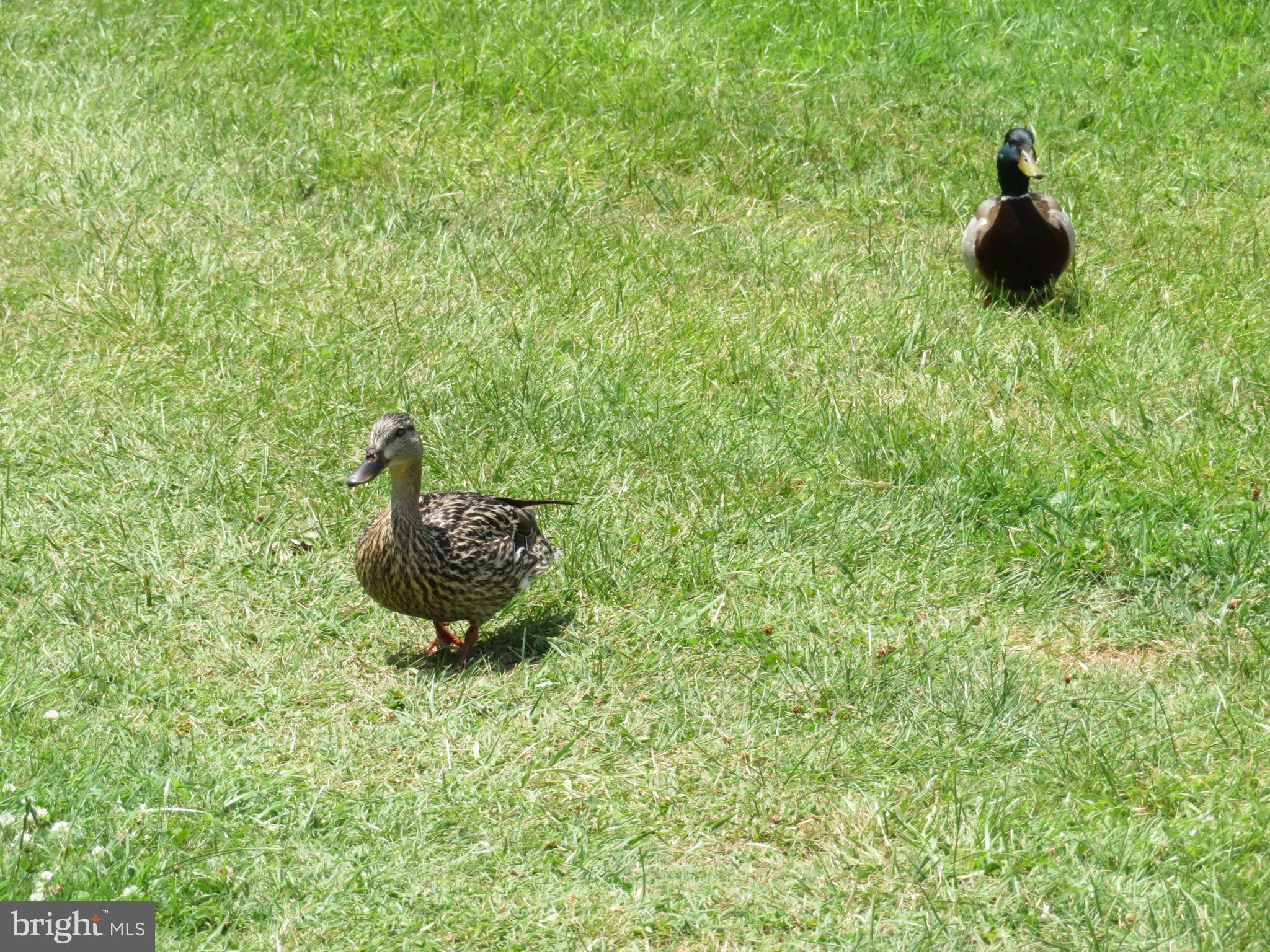 912 Frog Mortar Road Baltimore, MD 21220 - Photo 19 of 22 Visitors stopping by