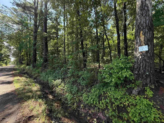 a view of a forest with trees in the background