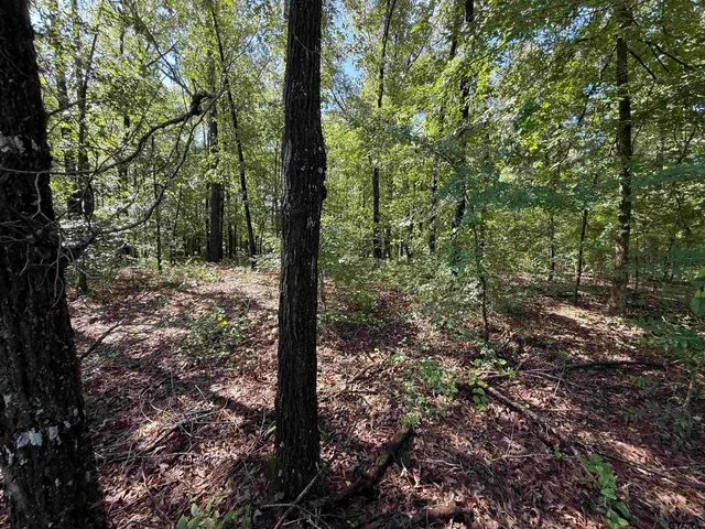 a view of a forest with trees