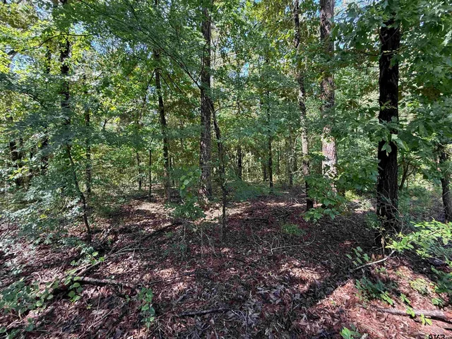 a view of a forest with trees in the background