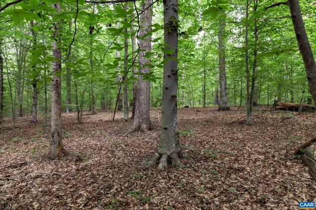 a view of a forest filled with trees