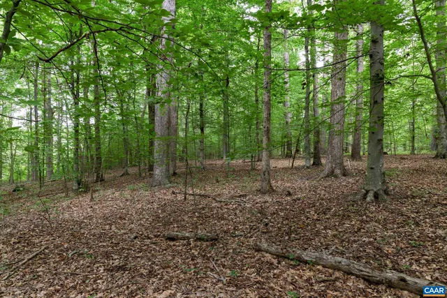 a view of a forest filled with trees