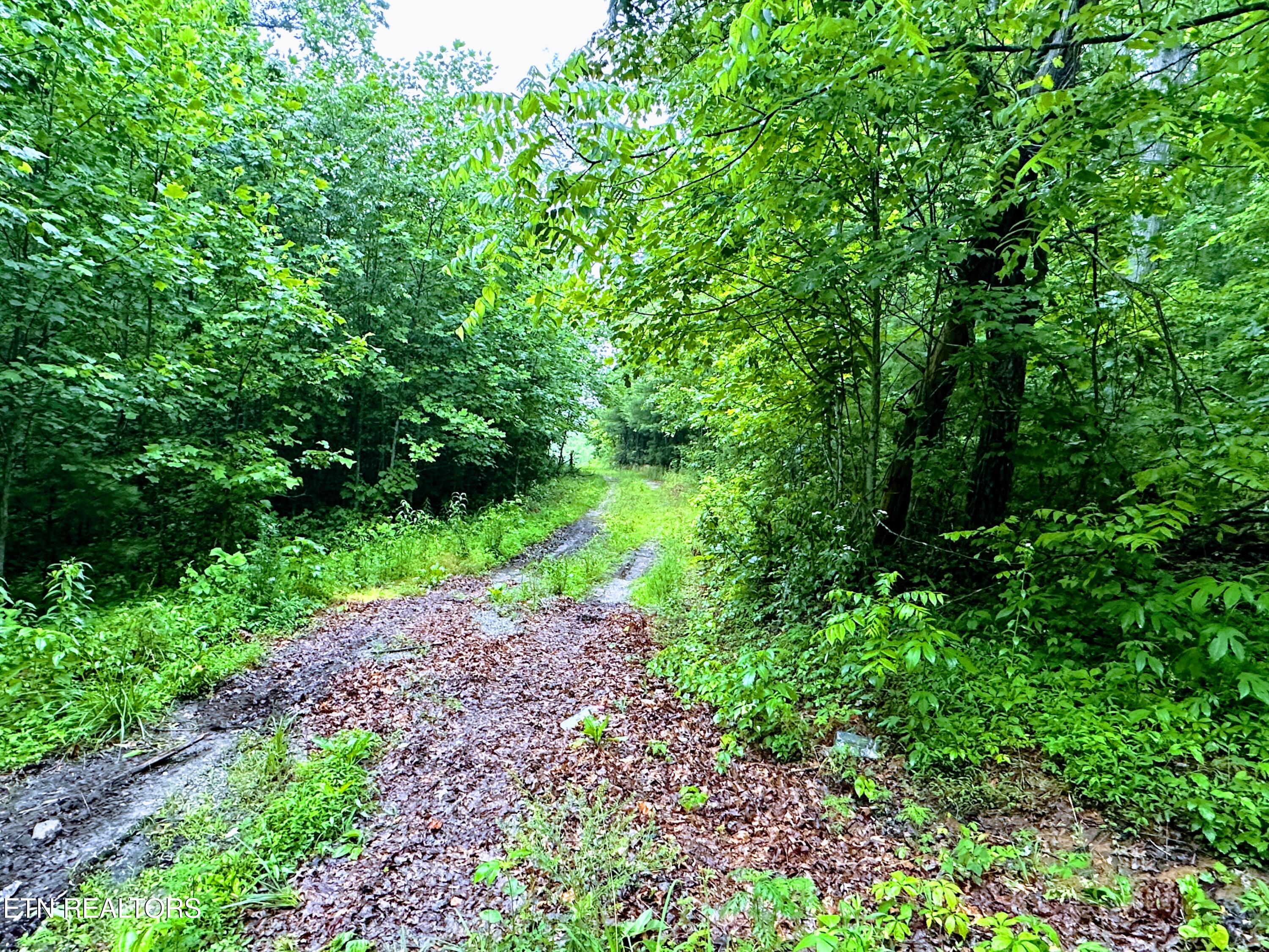 13.44 Chestnut Ridge Road Allardt, TN 38504 - Photo 7 of 8 IMG_8872