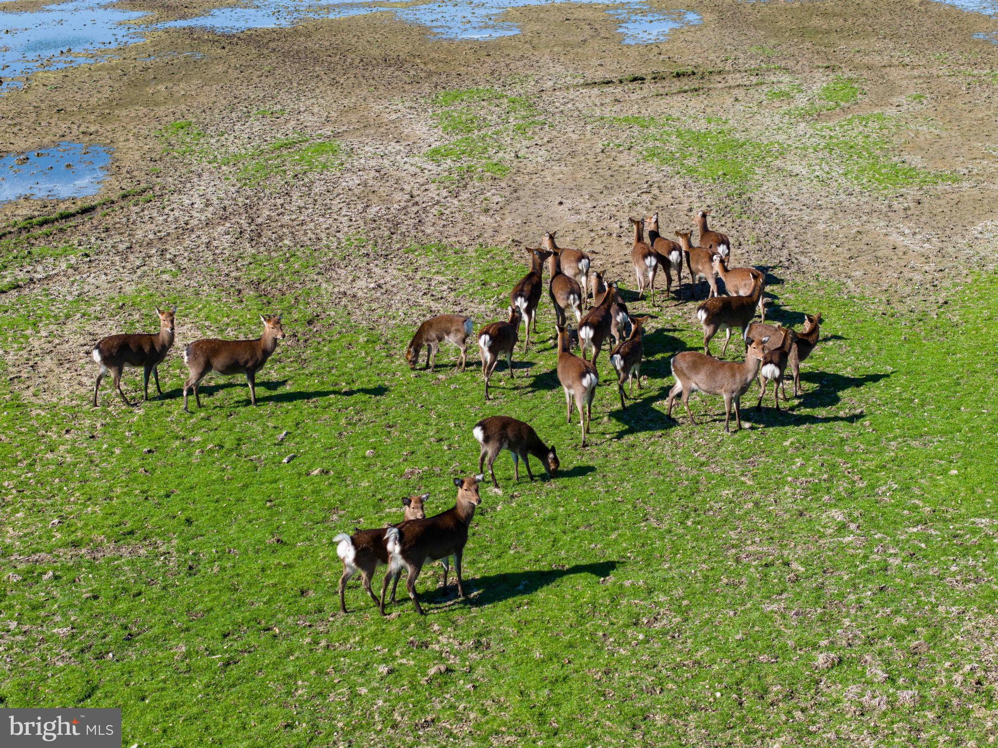 964 Taylors Island Road Madison, MD 21648 - Photo 3 of 106 a view of a lake with a yard