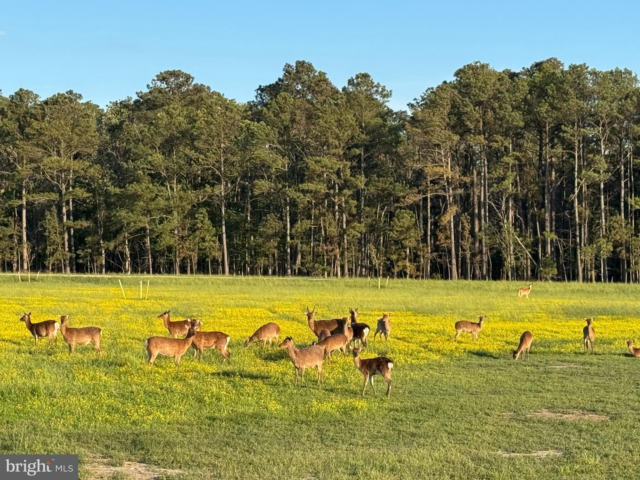 964 Taylors Island Road Madison, MD 21648 - Photo 5 of 106 a view of a swimming pool with a lawn chairs and plants