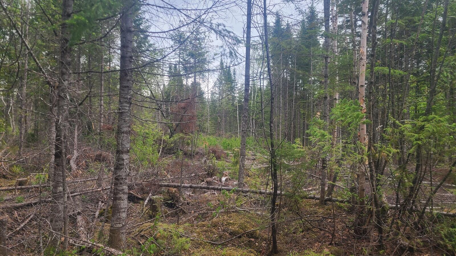 26 28/33/4 Aroostook Road Portage, ME 04768 - Photo 5 of 15 20260529_115734