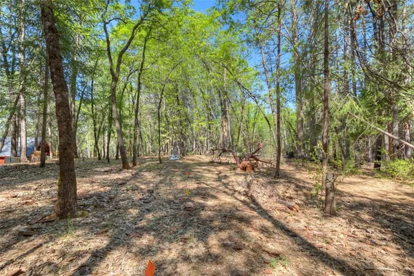 a view of a forest with trees