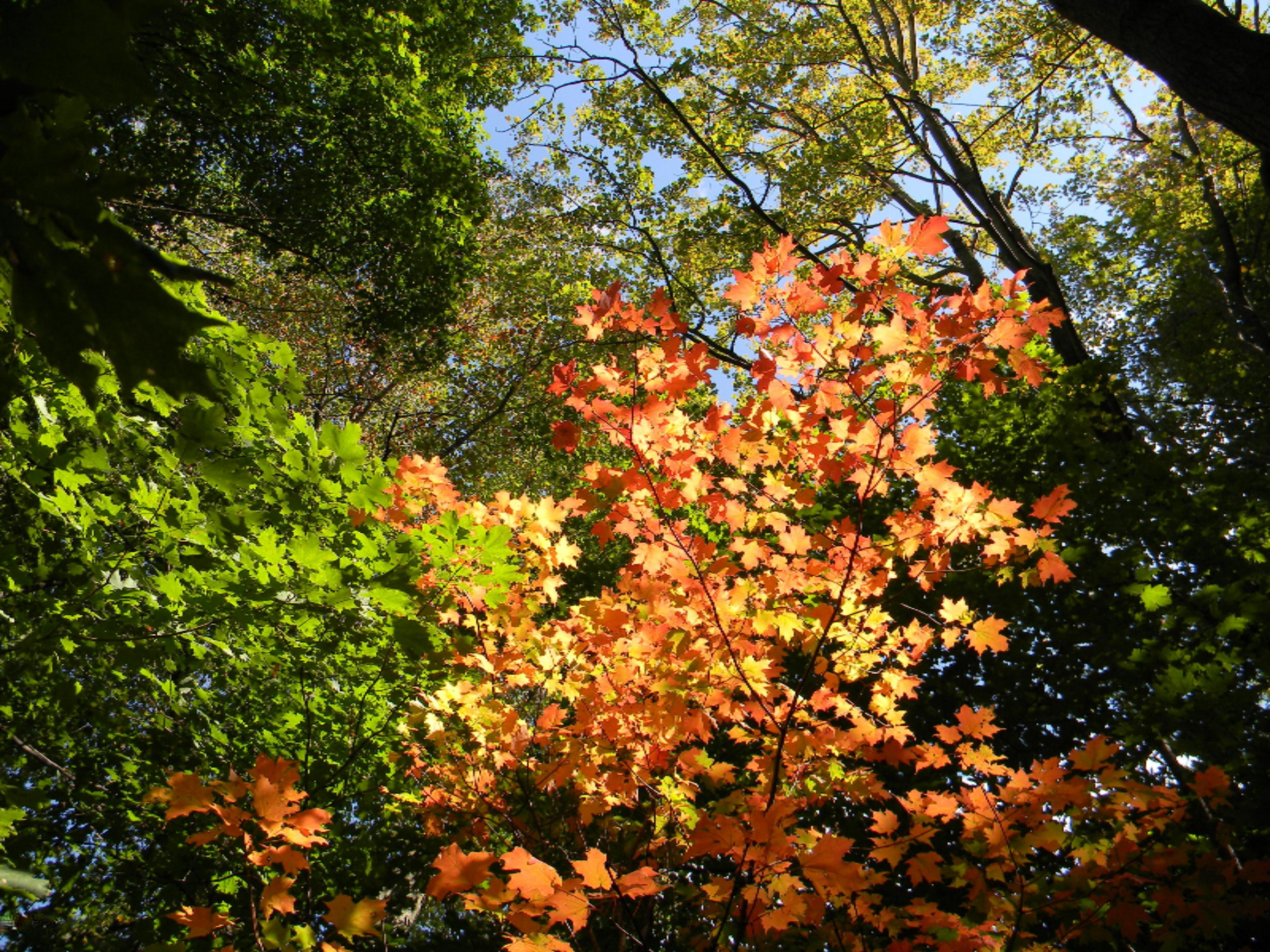 1502 South Tuttle Road Custer, MI 49405 - Photo 19 of 21 Fall colors!