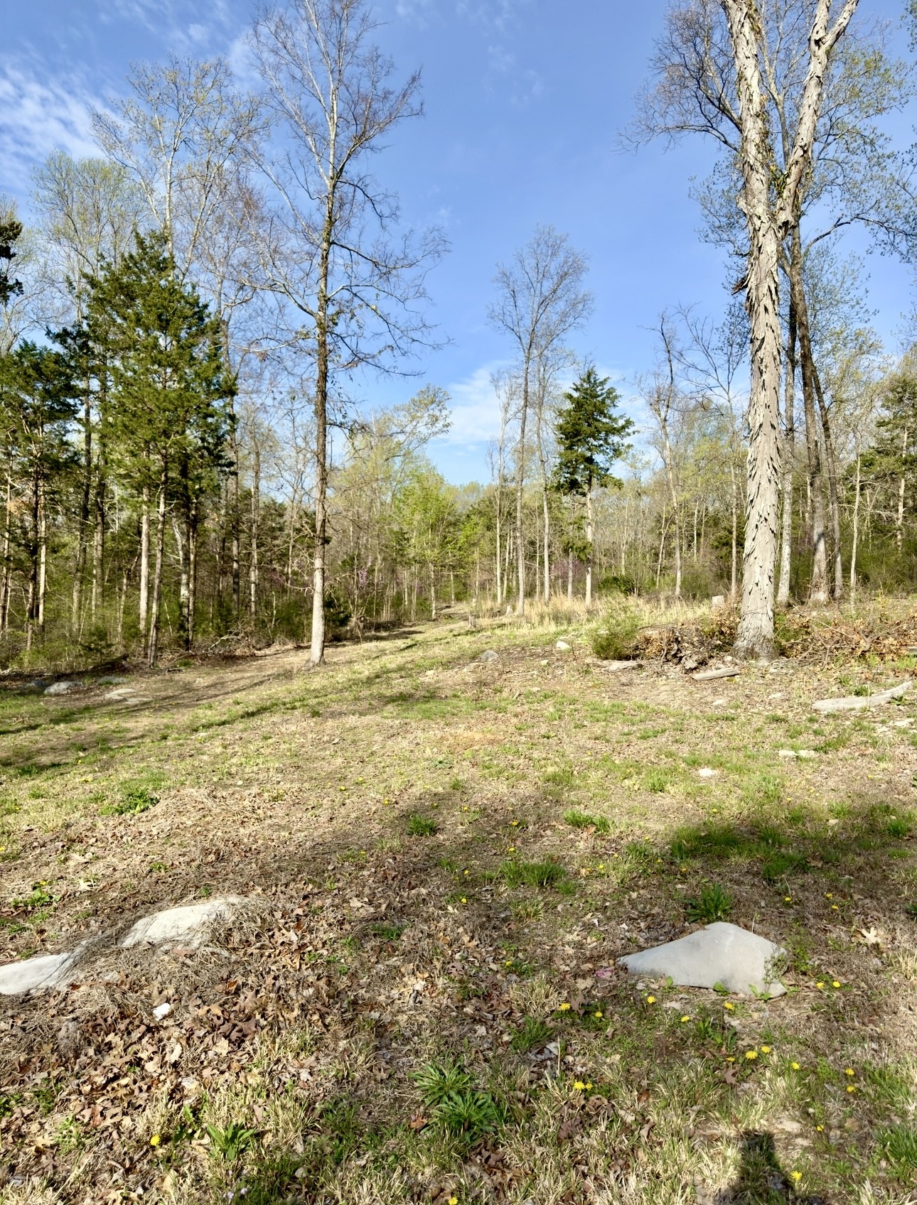 0 Buncombe Road Belvidere, TN 37306 - Photo 4 of 9 a view of road with large trees