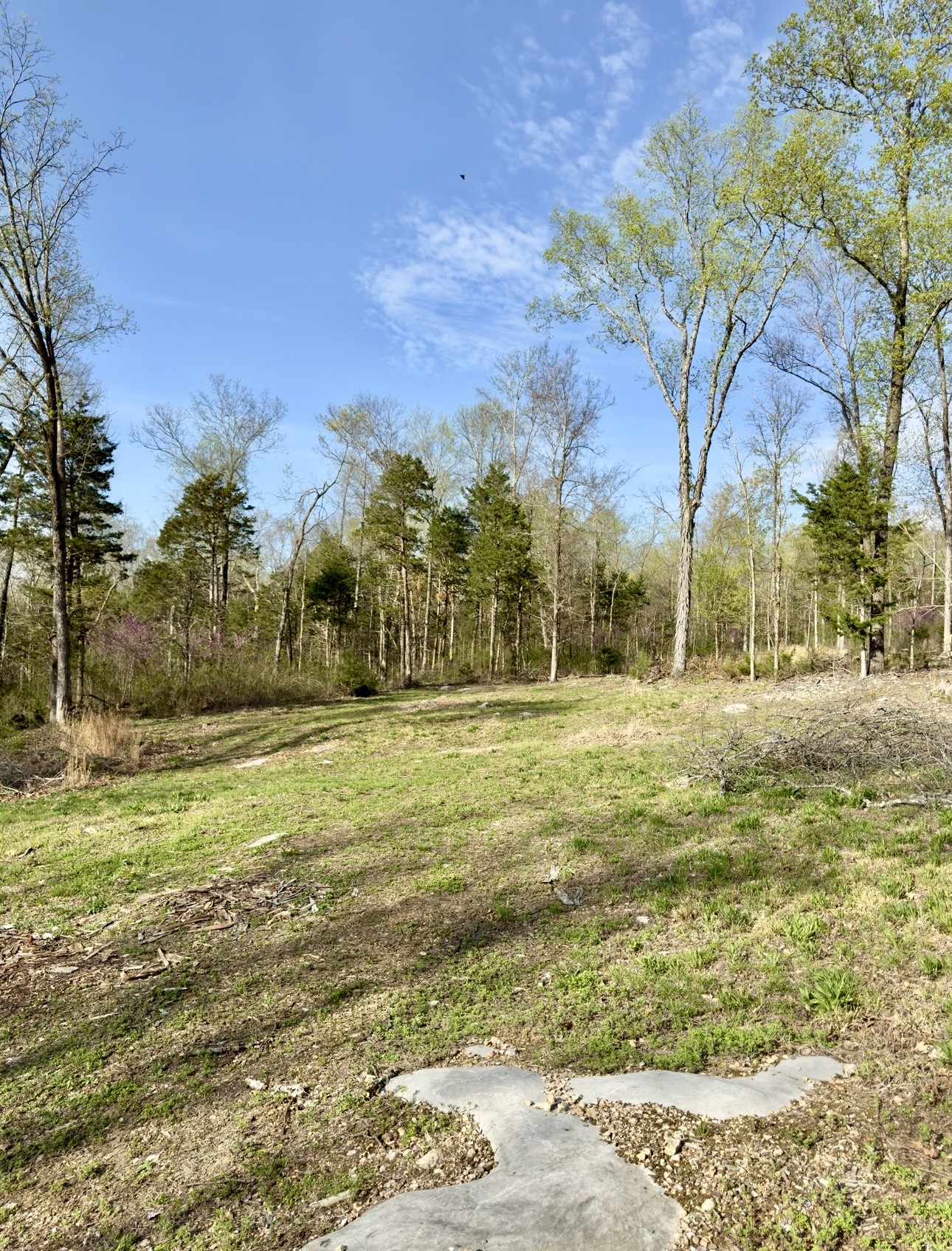 0 Buncombe Road Belvidere, TN 37306 - Photo 5 of 9 a view of yard with large trees