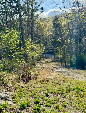 a view of a yard with plants and trees