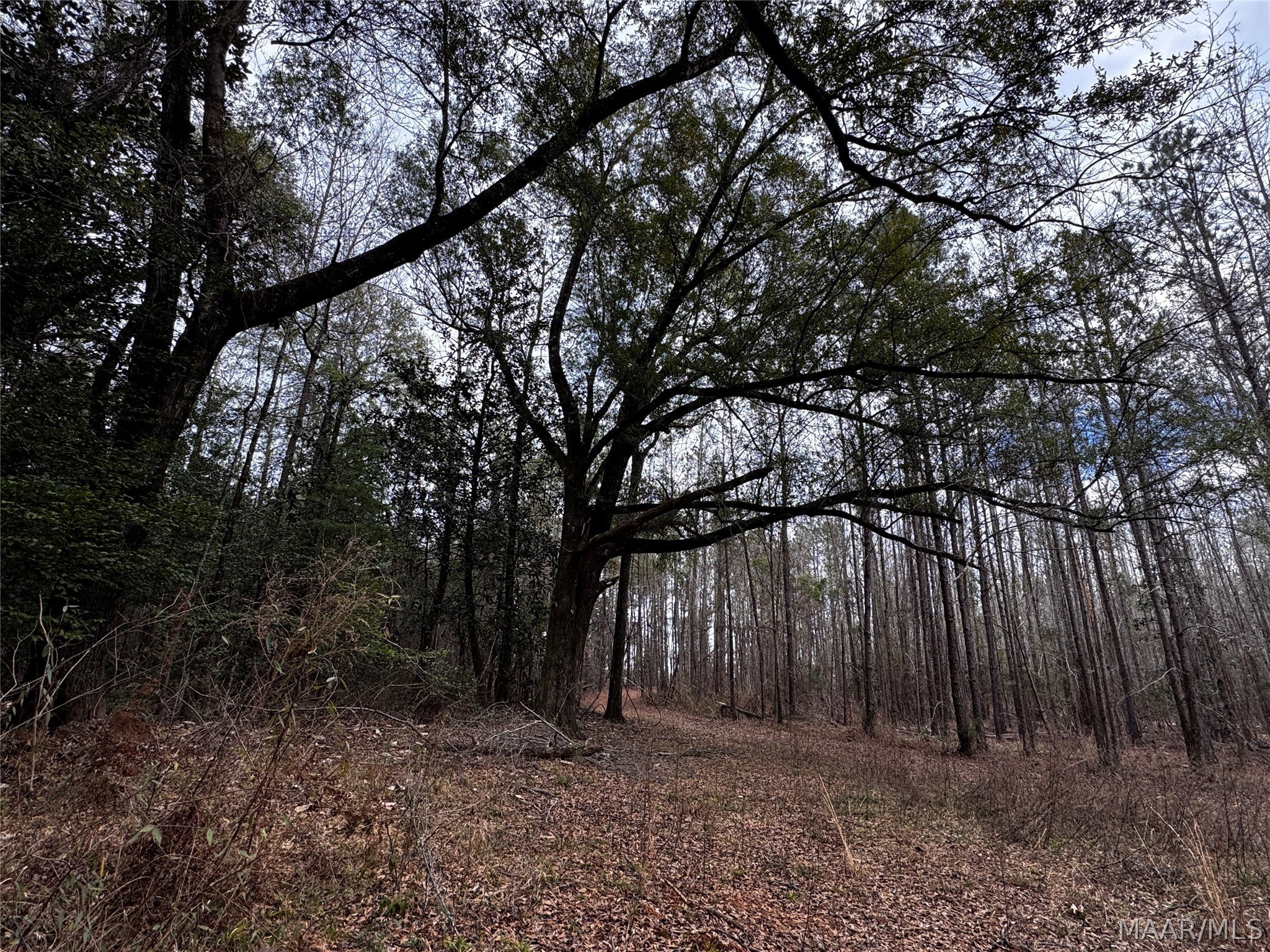0 County Road Monroeville, AL 36460 - Photo 38 of 44 Gallery Image 38