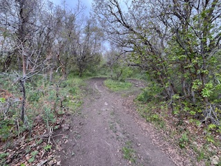 144 West Bear Tooth Ridge Coalville, UT 84017 - Photo 16 of 19 Wooded terrain featuring a dirt path, mature trees, and varied foliage
