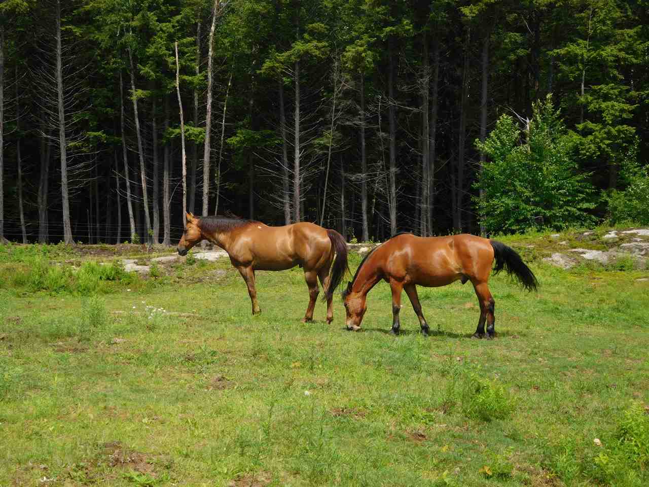 455 Wright Orchard Road Grafton, VT 05146 - Photo 29 of 29 Gallery Image 29