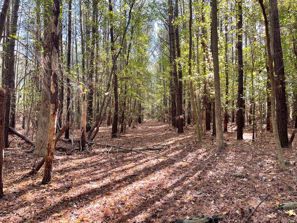 8-acres Redwood Road Onancock, VA 23417 - Photo 22 of 28