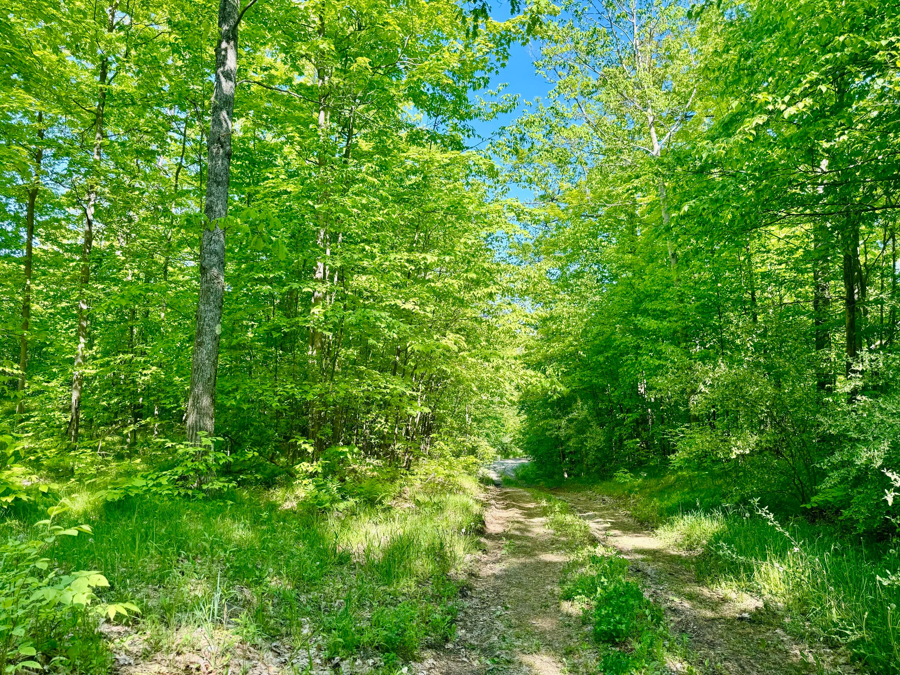 Reeves Road Curran, MI 48728 - Photo 26 of 28 Gallery Image 26
