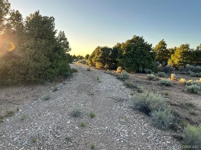 a view of a dry yard with trees in the background