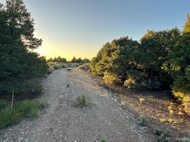 a view of a forest with trees in the background