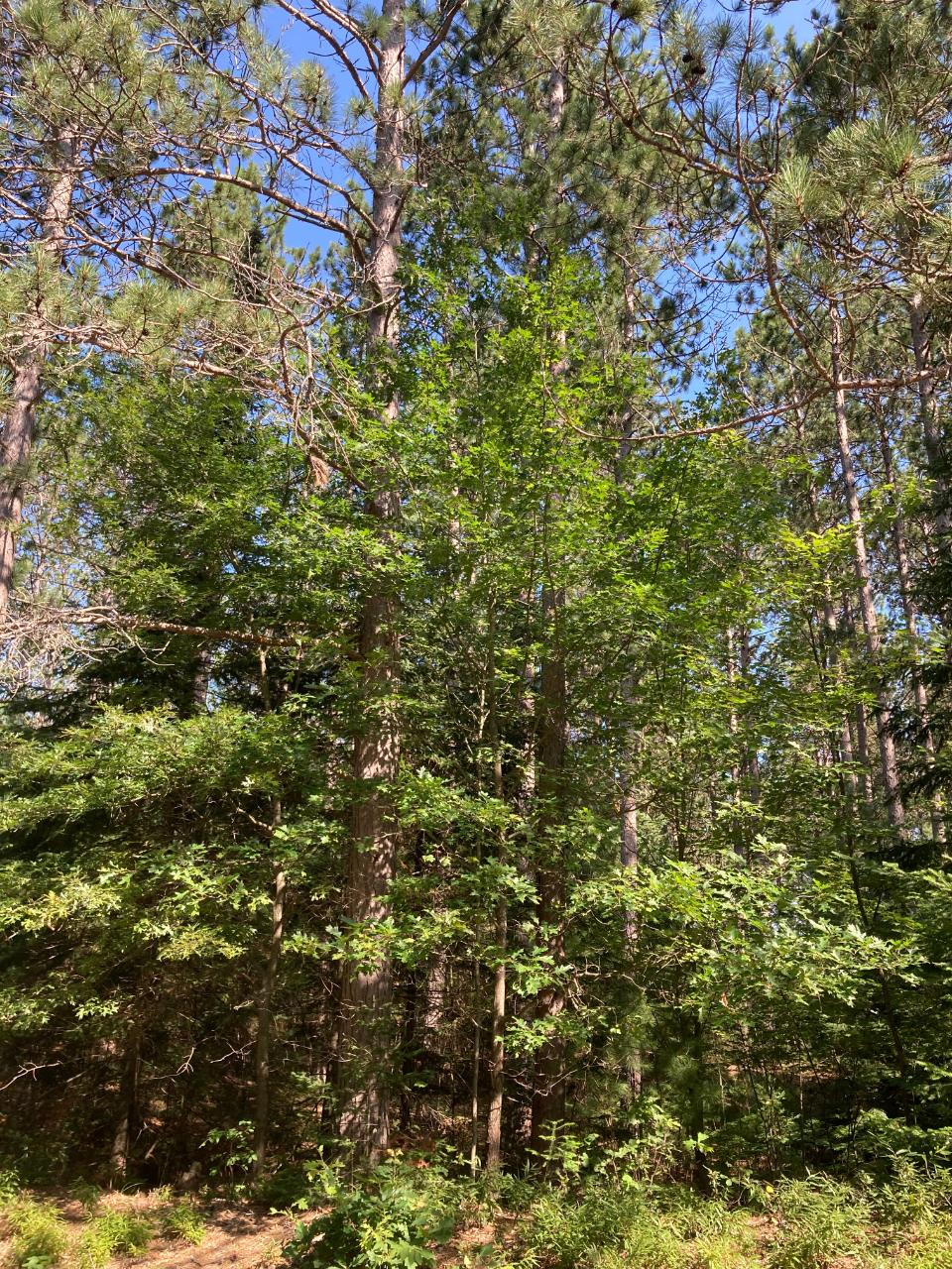 On Cross Country Road Rhinelander, WI 54501 - Photo 2 of 3 Gallery Image 2