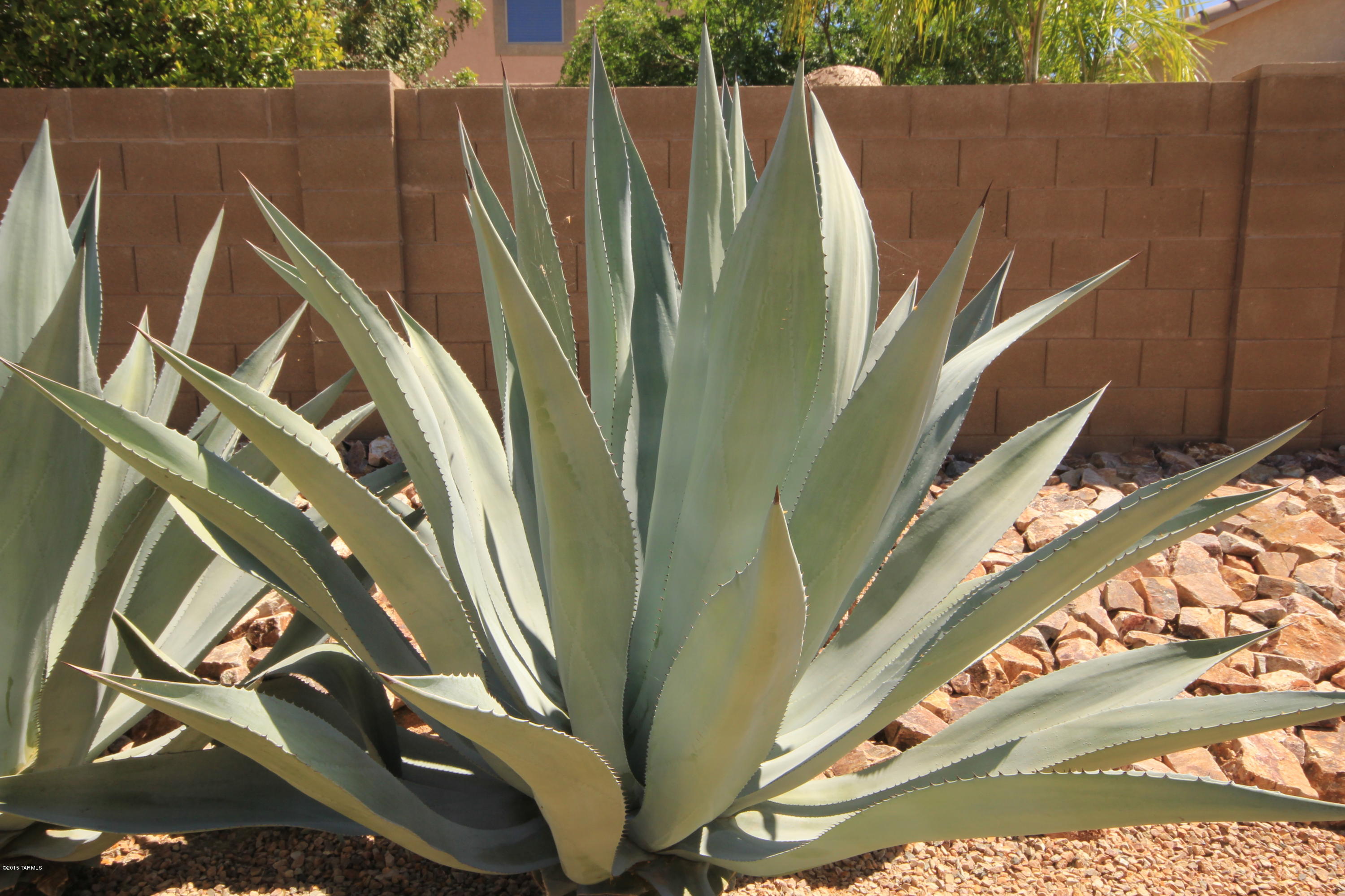 12874 Bloomington Loop Tucson, AZ 85755 - Photo 12 of 44