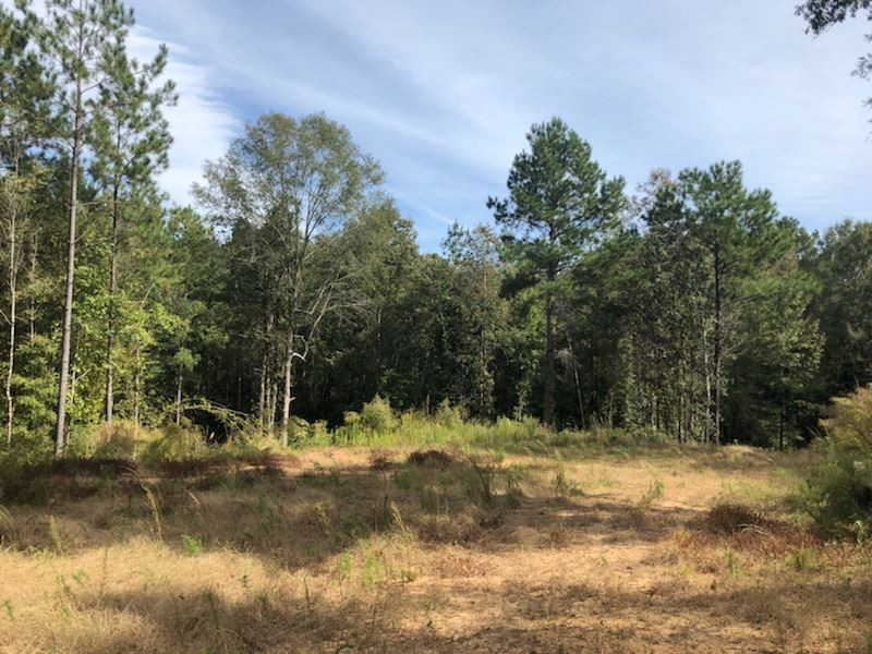 1072 Broome Road Wesson, MS 39191 - Photo 8 of 12 Photo 8