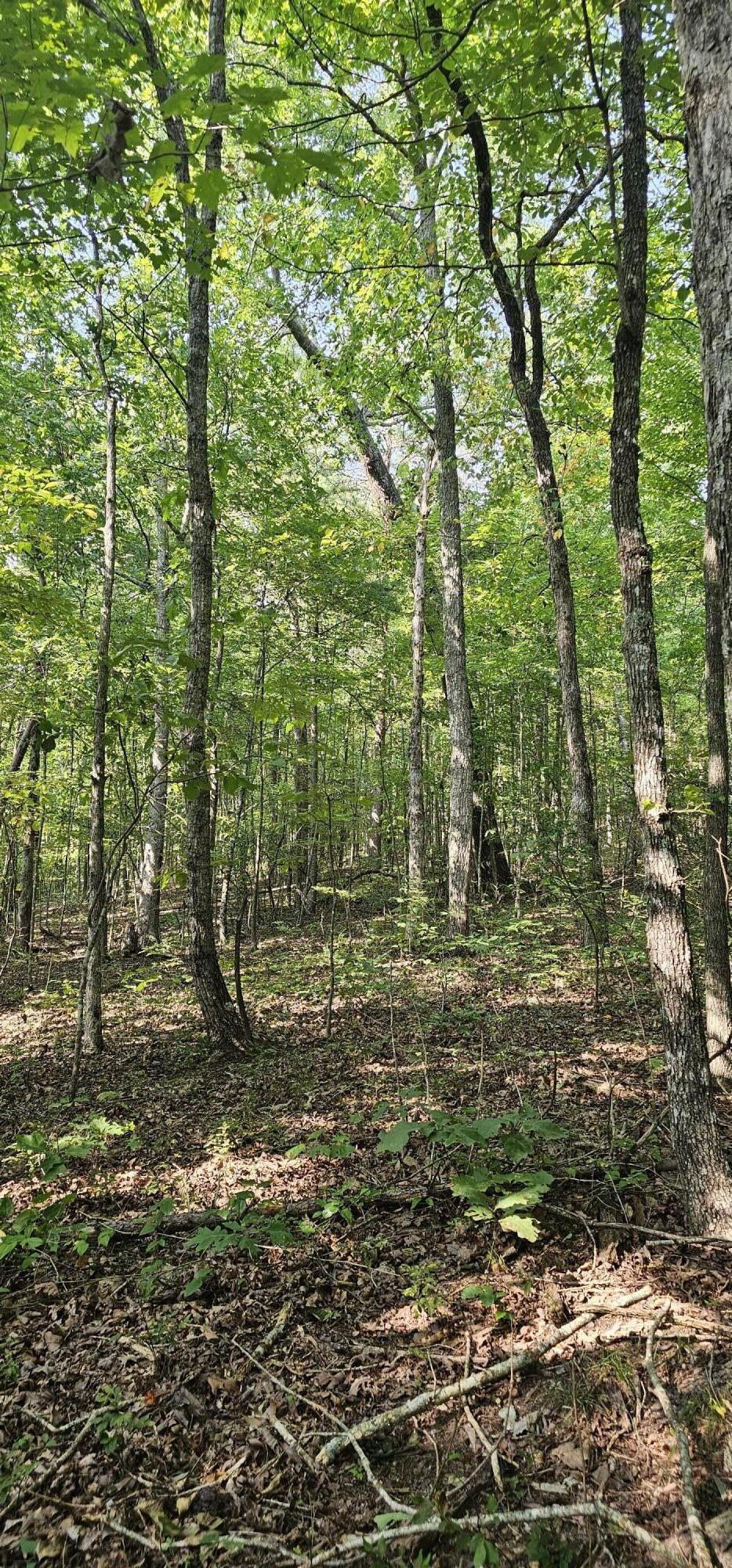 0 Cove Hill Road Pikeville, TN 37367 - Photo 2 of 10 20240807_160513