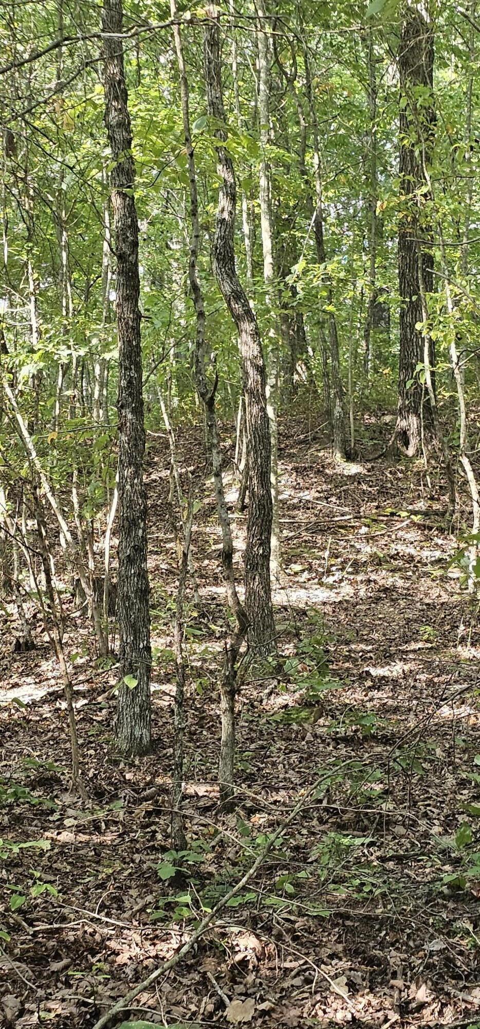 0 Cove Hill Road Pikeville, TN 37367 - Photo 3 of 10 20240807_161115