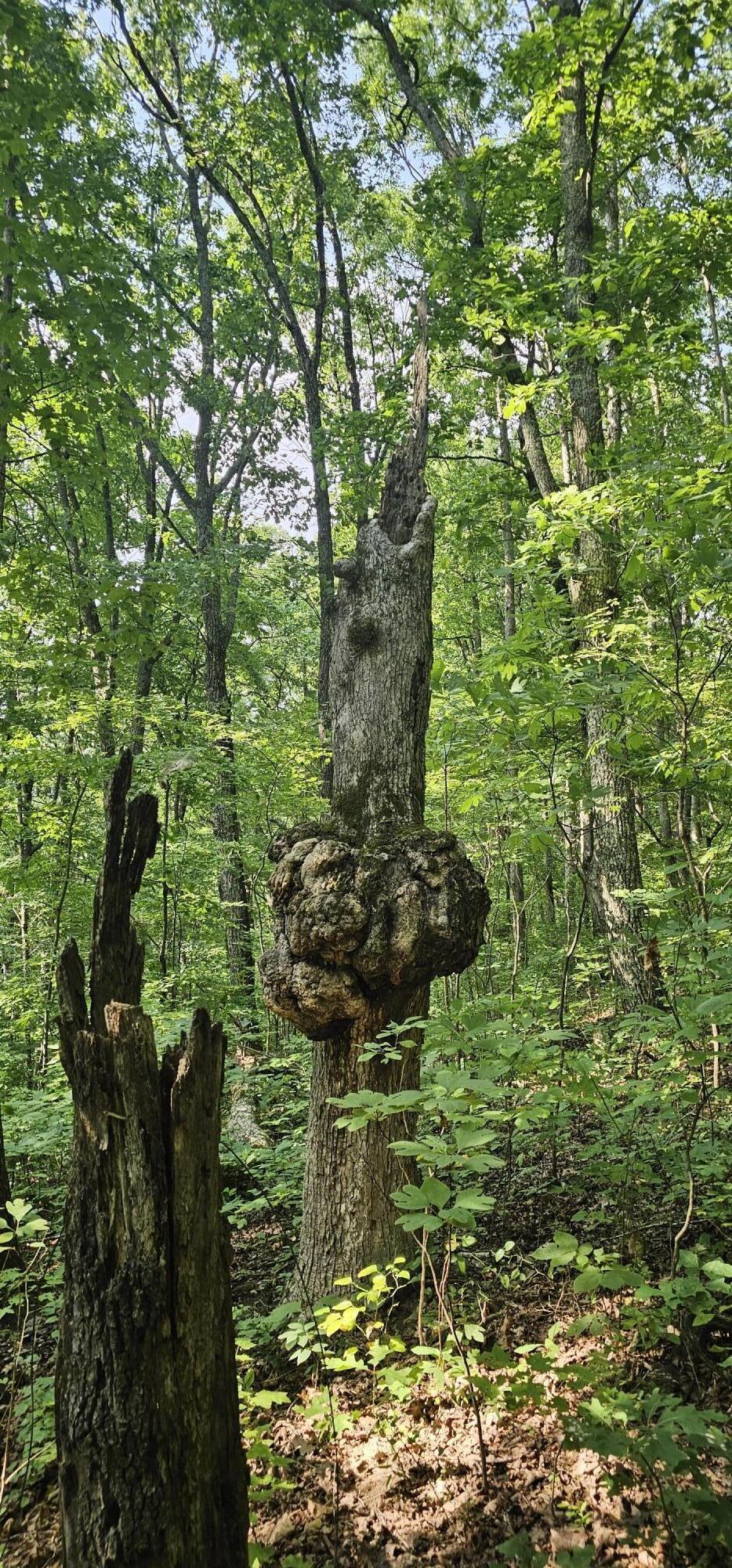 0 Cove Hill Road Pikeville, TN 37367 - Photo 6 of 10 20240807_162028