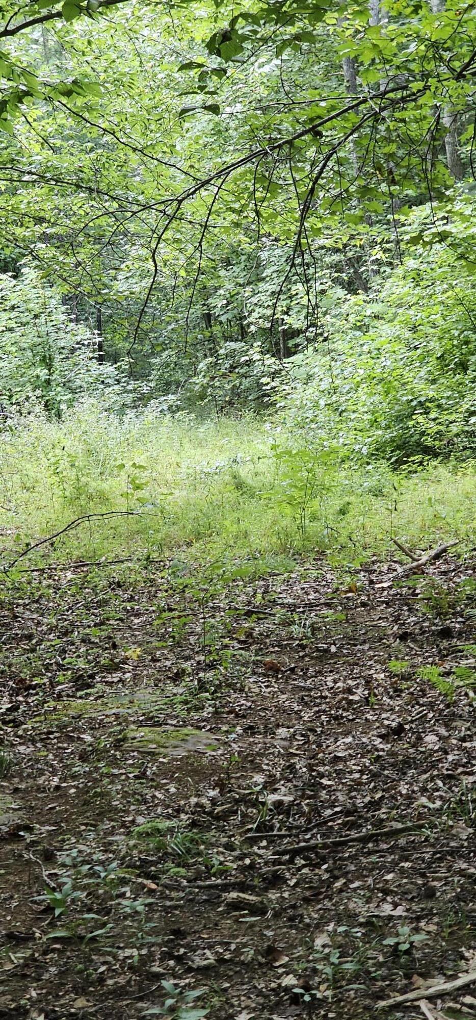 0 Cove Hill Road Pikeville, TN 37367 - Photo 7 of 10 20240807_165856