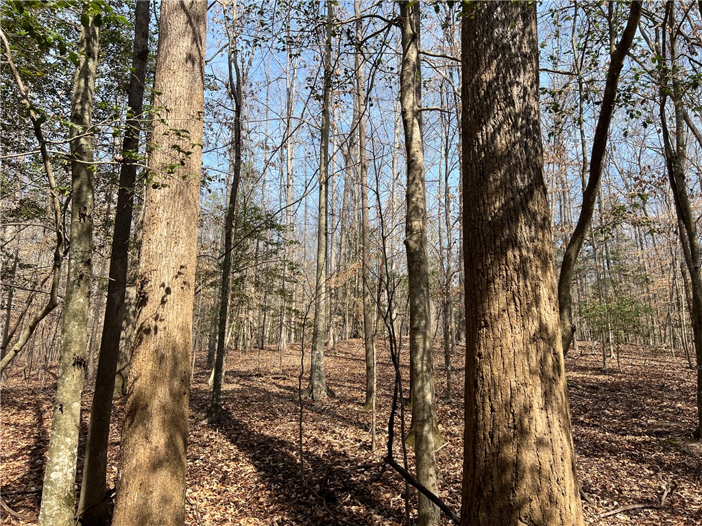 Tract B Cann Road Anderson, SC 29625 - Photo 4 of 11 This serene woodland provides a natural canvas for your next venture.