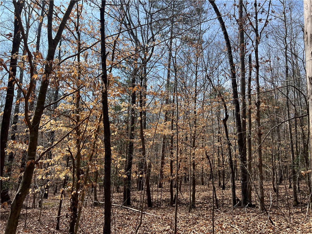 Tract B Cann Road Anderson, SC 29625 - Photo 5 of 11 A tranquil wooded lot offers a private setting for your future home.