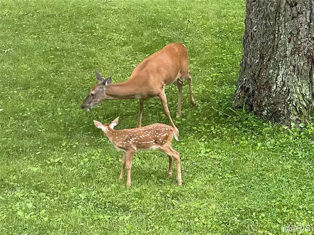 $275,000 | 401 North Springfield Street, Grafton, IL 62037