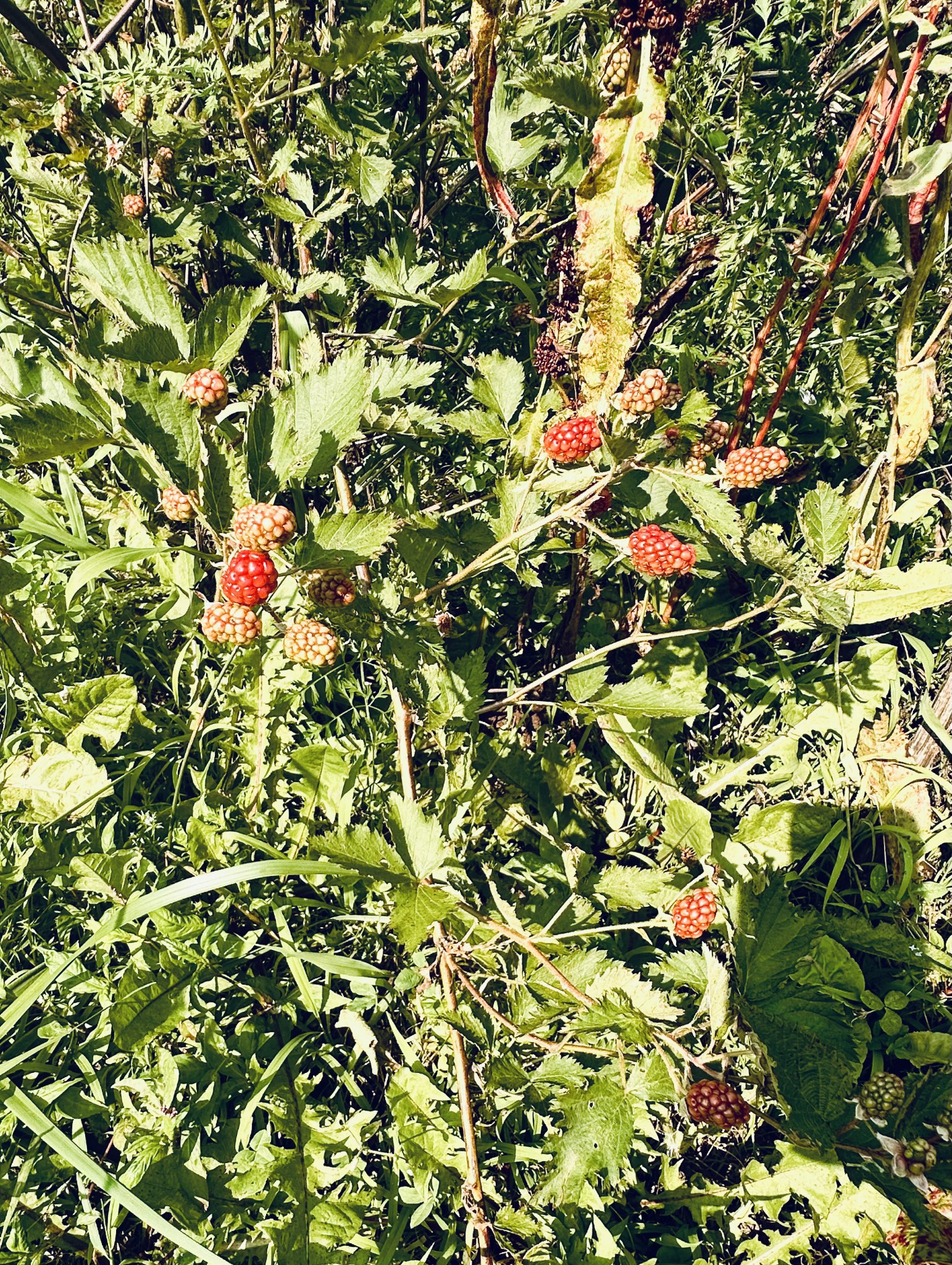 233 Taylor Lake Road Morrison, TN 37357 - Photo 24 of 51 a view of flowers in bunch