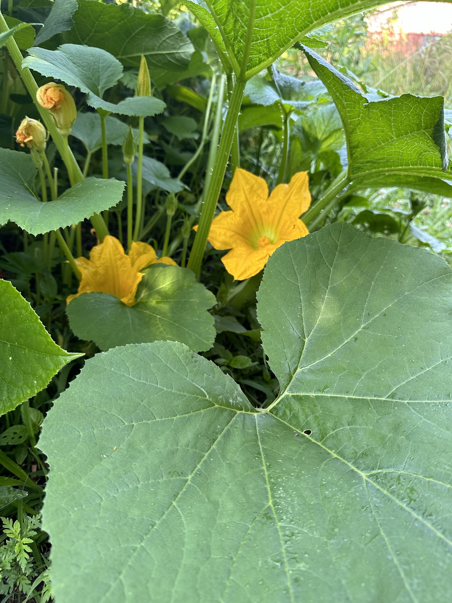 233 Taylor Lake Road Morrison, TN 37357 - Photo 26 of 51 a backyard of a house with lots of green space and garden view