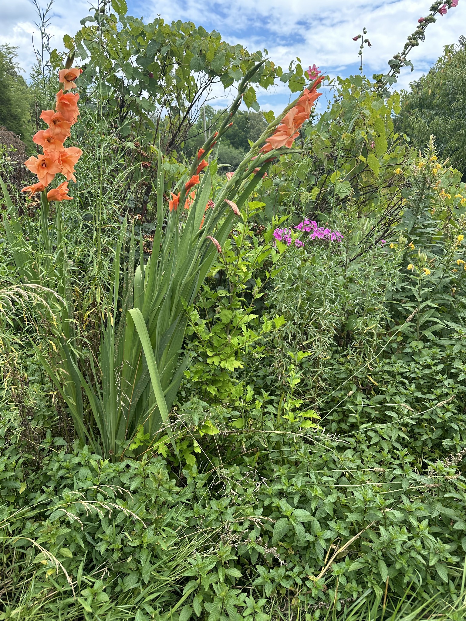 233 Taylor Lake Road Morrison, TN 37357 - Photo 27 of 51 a view of a flower in a garden