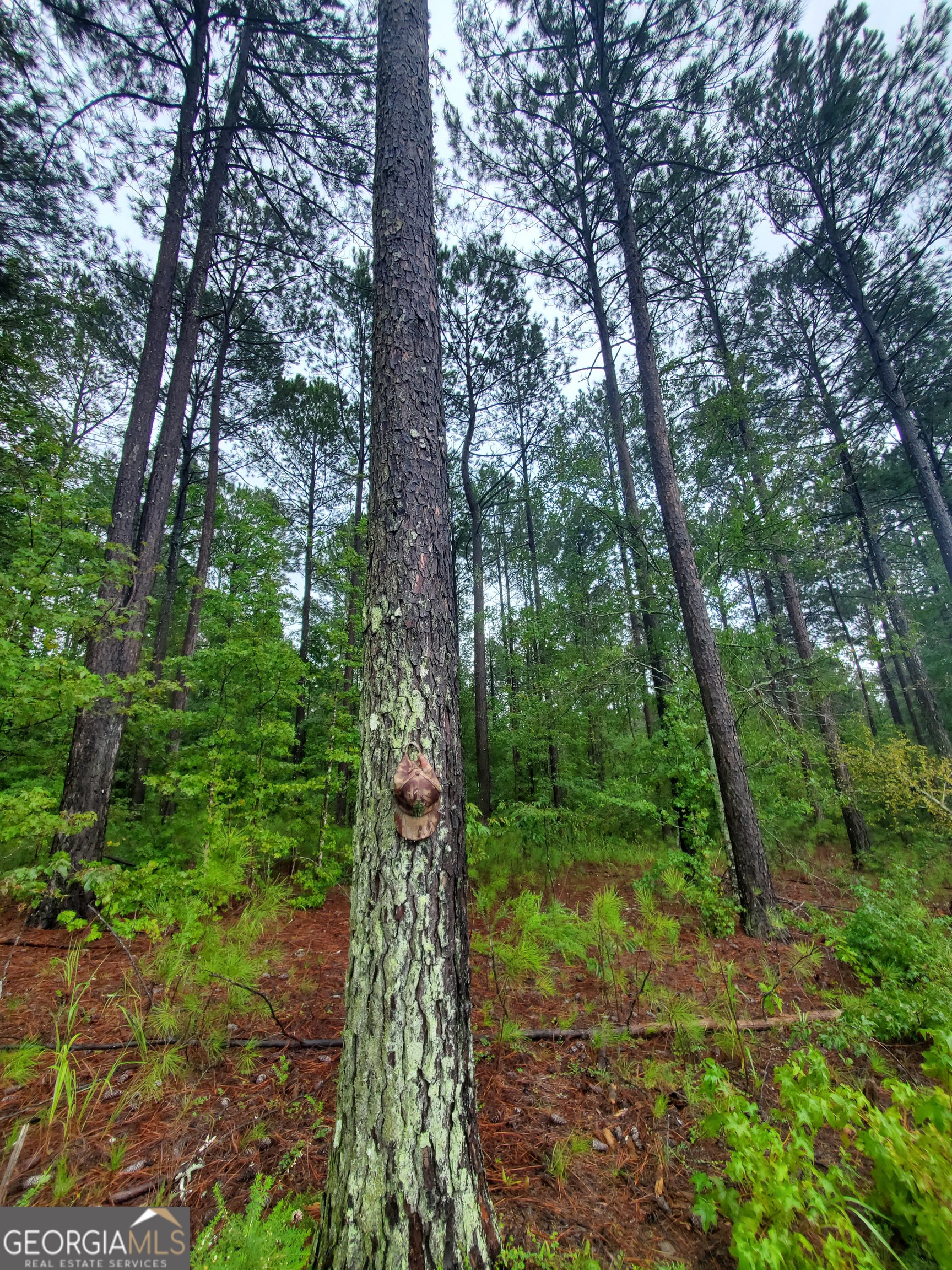 1 Smith Rocky Branch Road Carlton, GA 30627 - Photo 5 of 12 a view of a forest with trees