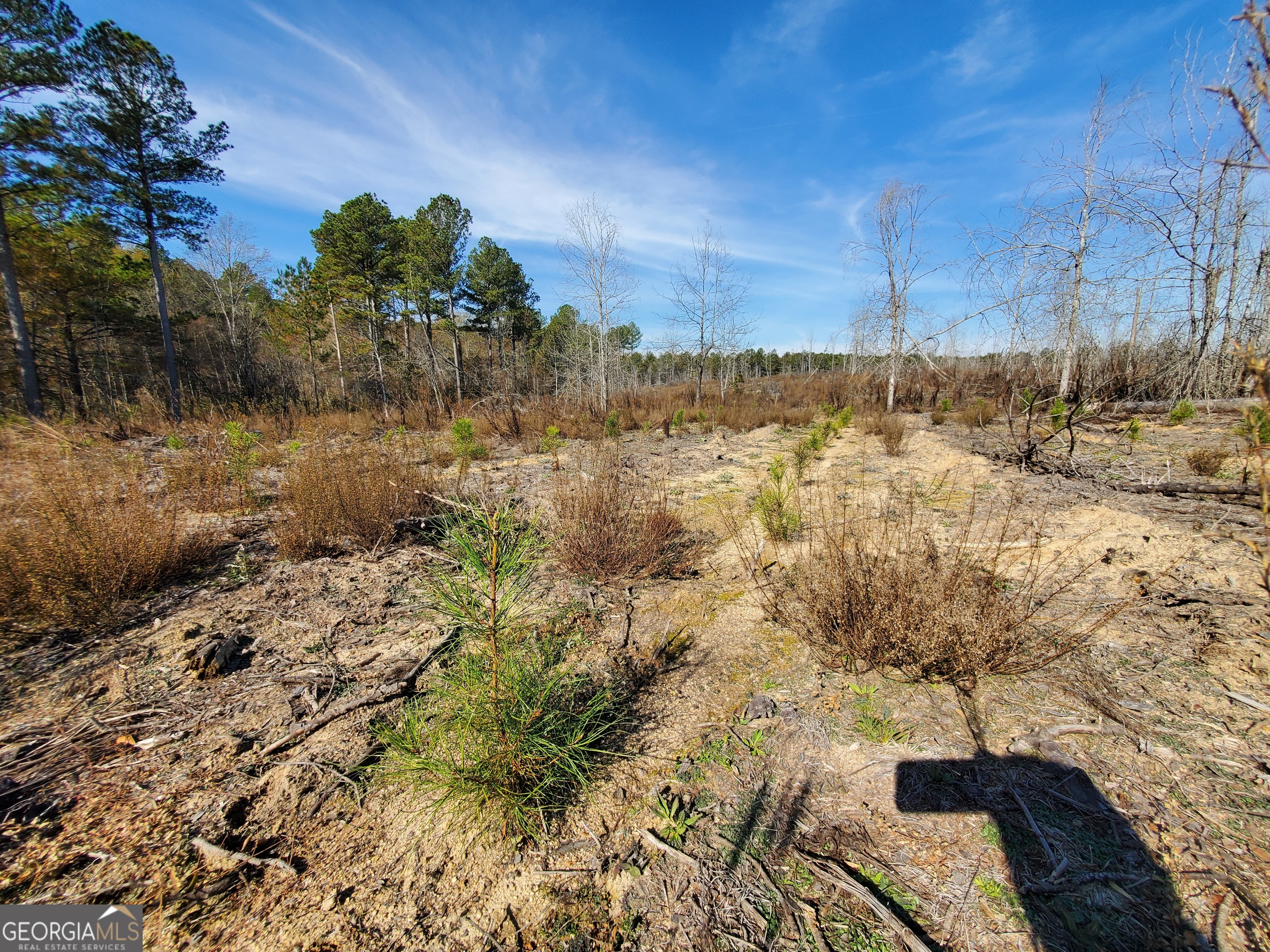 1 Smith Rocky Branch Road Carlton, GA 30627 - Photo 9 of 12 a view of a yard with trees