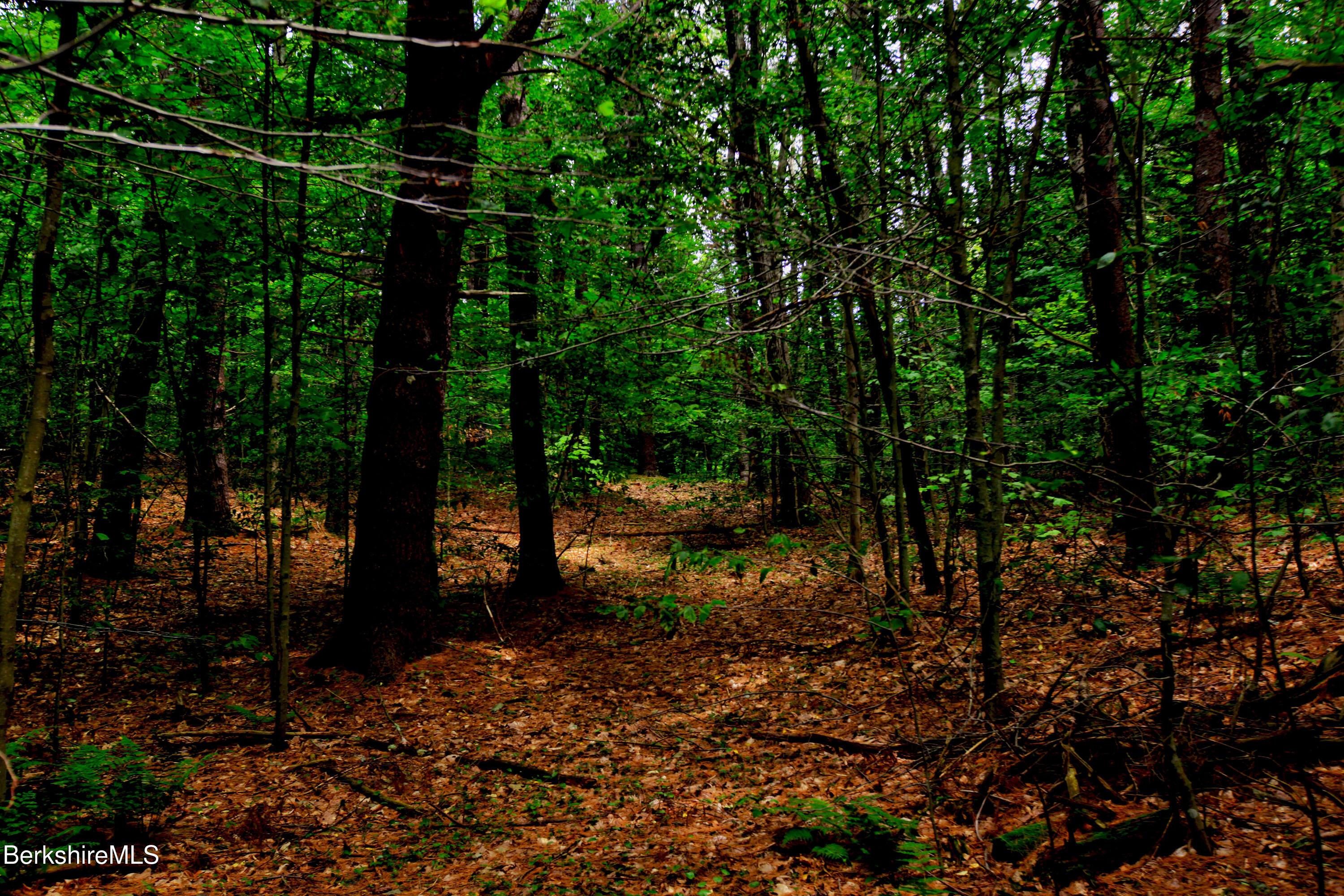 66 Scott Road Lanesborough, MA 01237 - Photo 13 of 16 a backyard of a house with lots of green space