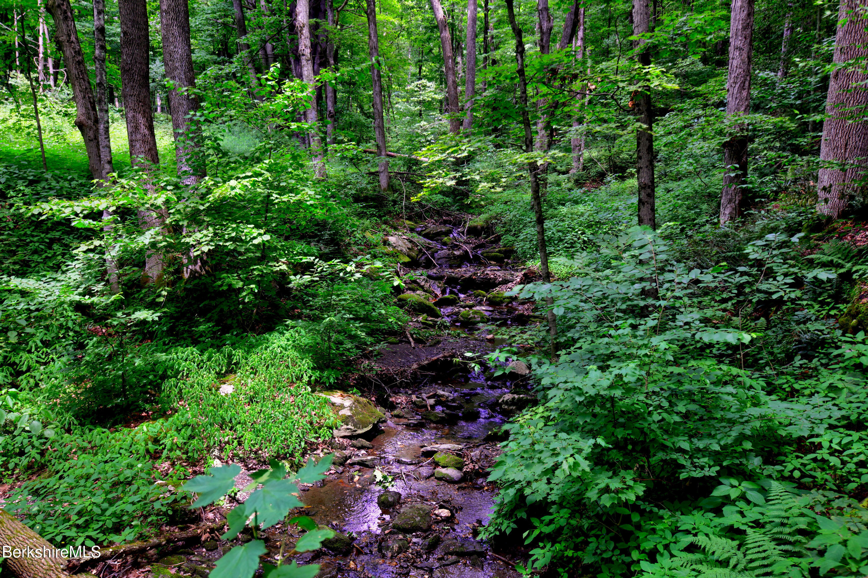 66 Scott Road Lanesborough, MA 01237 - Photo 3 of 16 a view of a garden with lots of trees